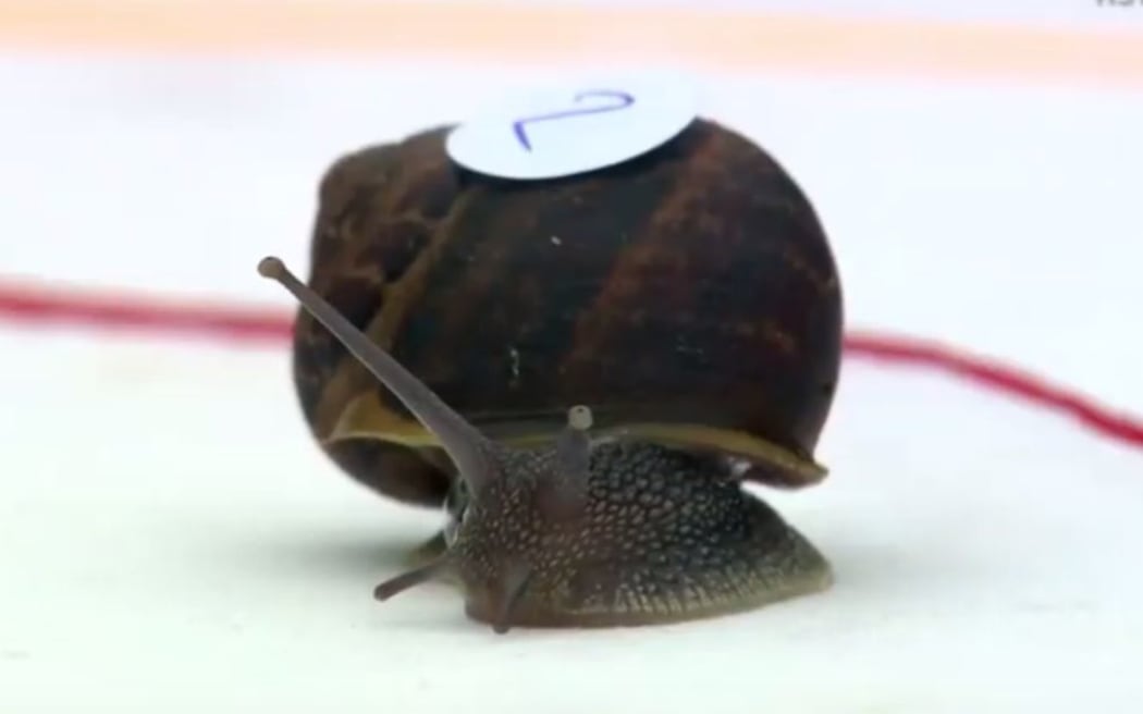 Snail racing