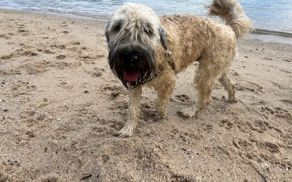 Dogs at Oriental Bay Beach in Wellington on 31 October 2023.