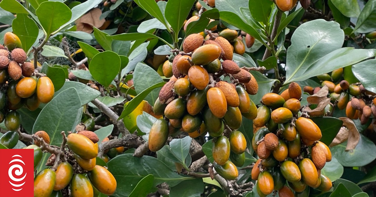 Dog owners warned of risk of poisoning from karaka tree berries