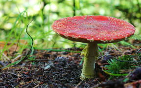 Flyagaric mushroom in New Zealand. Photo taken near Queenstown.