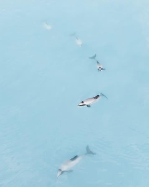 Giles Bryant's photograph submission to the Tūhura Otago Museum competition, Kekerengu Dolphins.