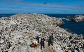 Two men standing on a bare patch of rock look up at a drone hovering above them in a blue sky streaked with grey clouds. Behind them a third person wearing a hood bends over a white bucket next to a backpack and some other equipment. Surrounding the trio is a vast colony of seabirds dotted across the rocks, while some seabirds soar overhead. A small deep blue ocean inlet is visible to the right, where the rock slopes towards the sea.