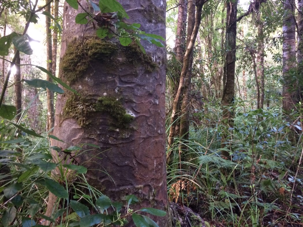 Kauri in Waipoua Forest.