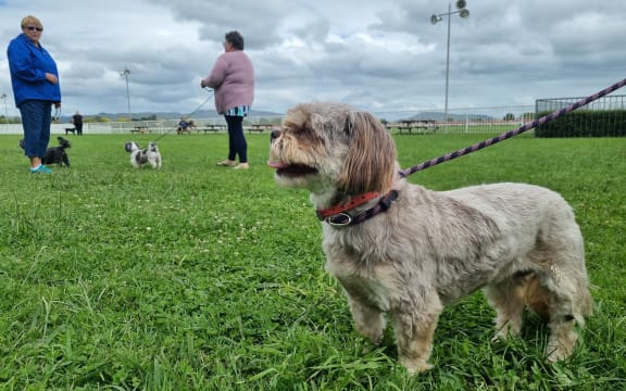 A small dog on a leash being walked at the Hawke's Bay racecourse.