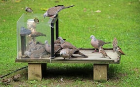Doves in droves. Spotted doves congregate at a garden bird feeder.