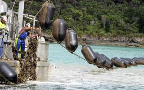 A mussel farm. The aquaculture industry is hoping to develop offshore marine farms.