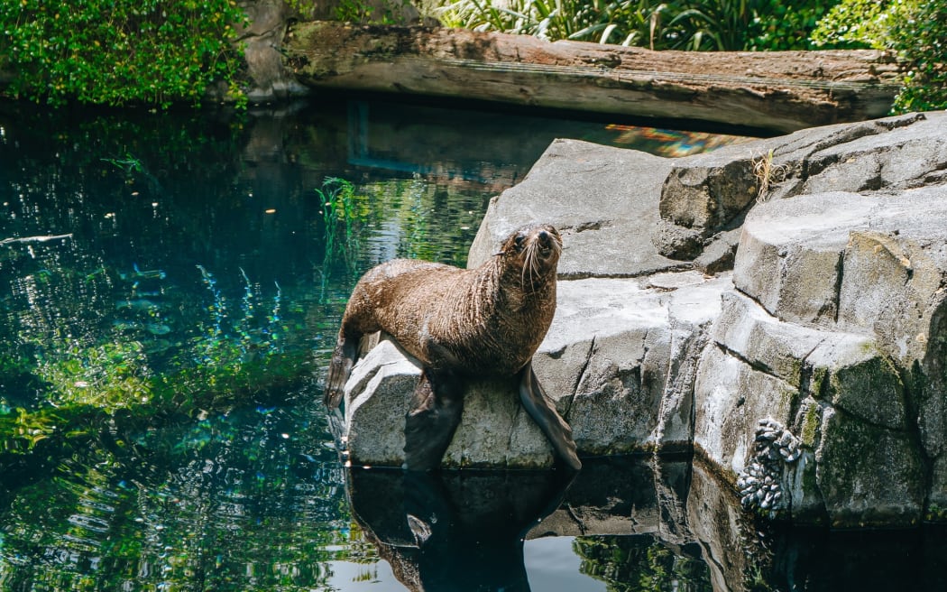 Auckland Zoo announced its 20-year-old subantartic fur seal named Ōrua was euthanised on Thursday, 11 December 2025.