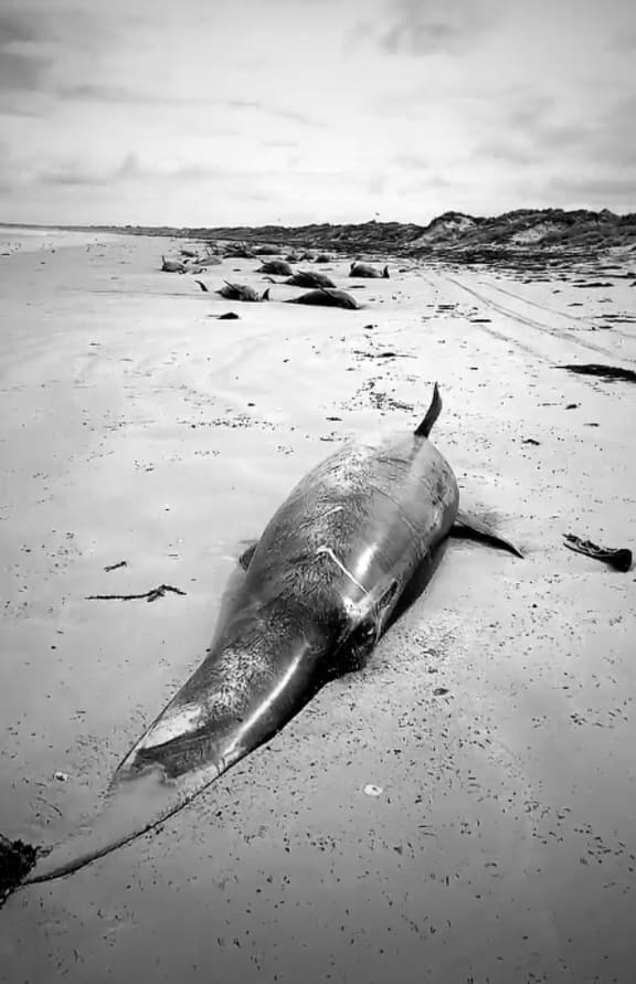 More than 100 whales and bottlenose dolphins died in the Chatham Islands stranding.