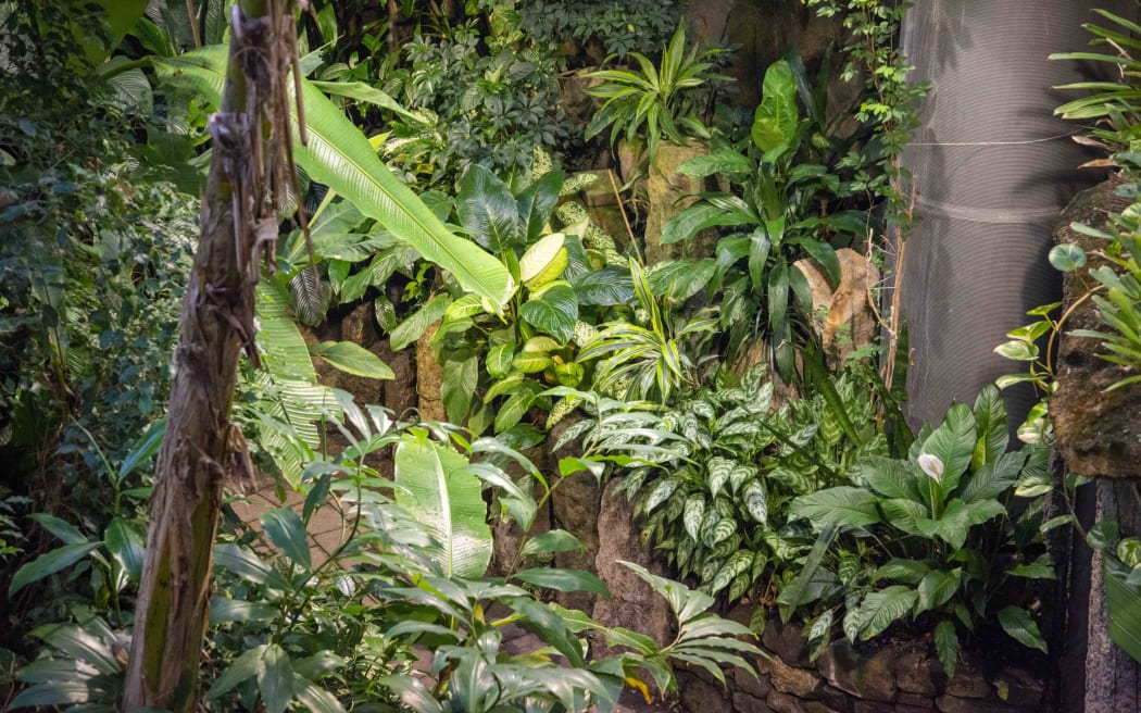 The tropical forest at Otago Museum. There are lots of green plants & flowers & vines.