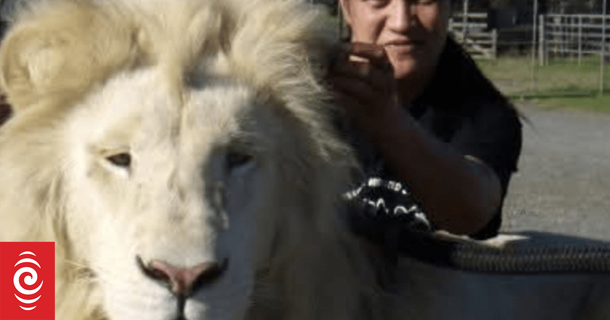 Former Whangārei wildlife park staff plea to see big cats before they