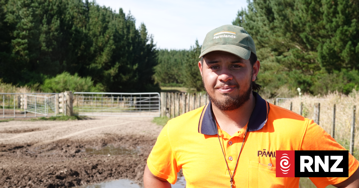 New teen farmers get a shedful of sheep to learn the ropes