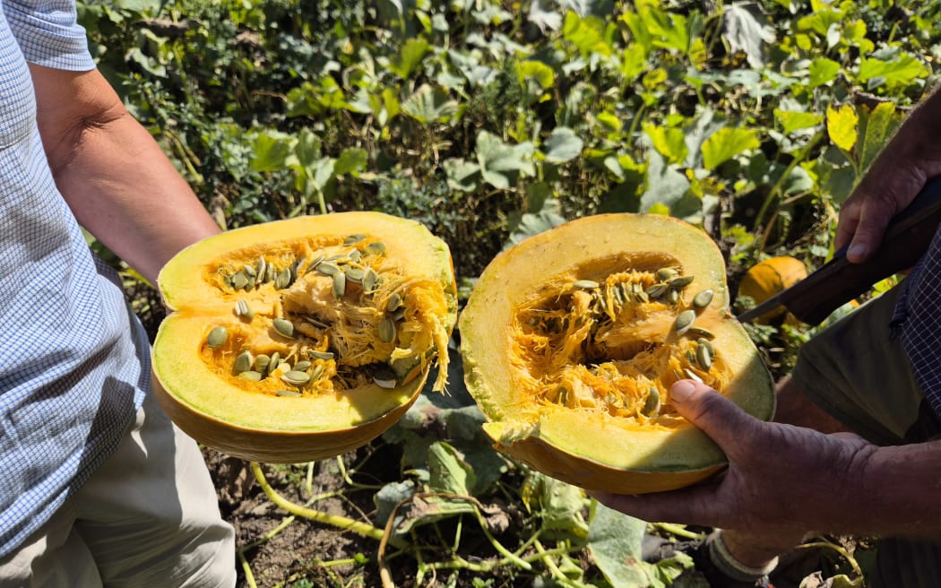 A halved pumpkin, containing slightly green seeds. These will deepen in colour as it ripens.