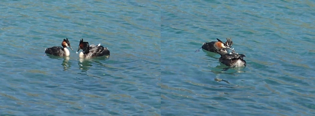 Pair of grebes on Lake Wanaka feeding feathers to their chicks