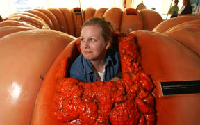 Dawn Mason peeps her head up while crawling through a 12 metre long replica of a human colon in Seattle.