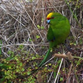 Photo for Kākāriki (Yellow-crowned parakeet)
