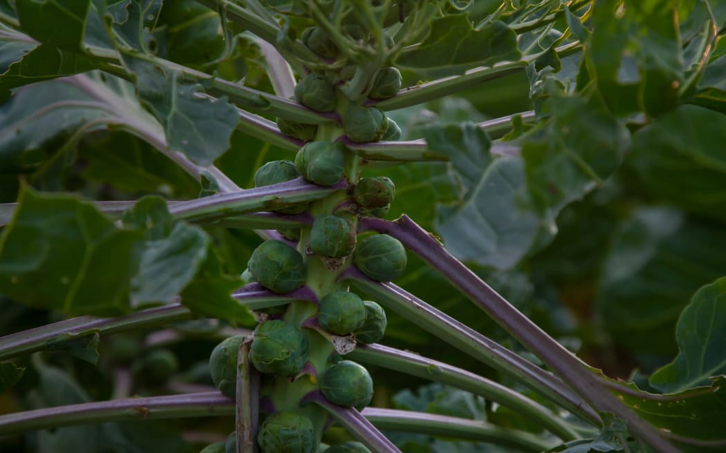 Brussels sprout plant