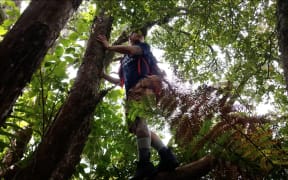 Ryan Carville climbs a tree in search of wild yeasts
