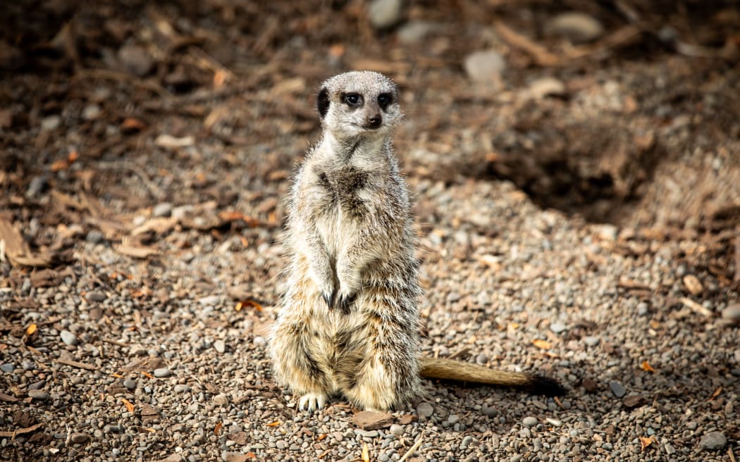 Meerkat