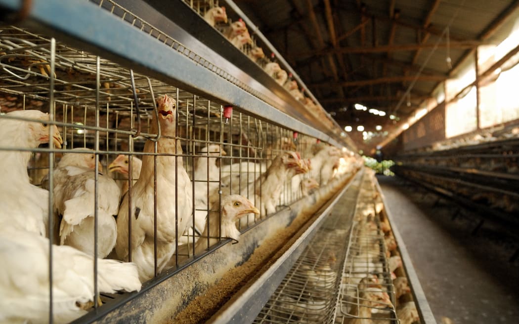 Hens enclosed in an industrial chicken coop China.
Locality : Leshan