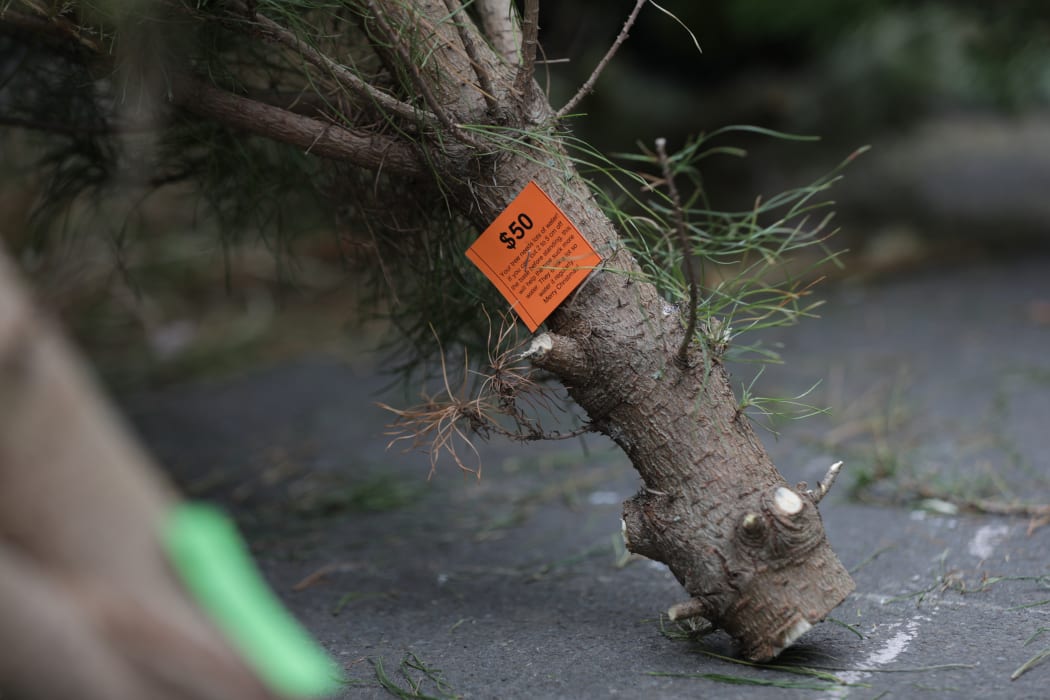 Christmas trees prices vary across the country, with the top prices in Wellington.