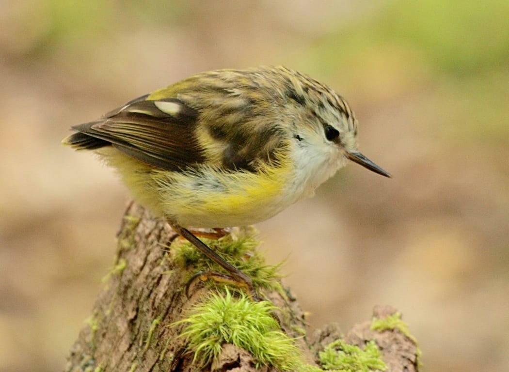 The rifleman is New Zealand's smallest bird.