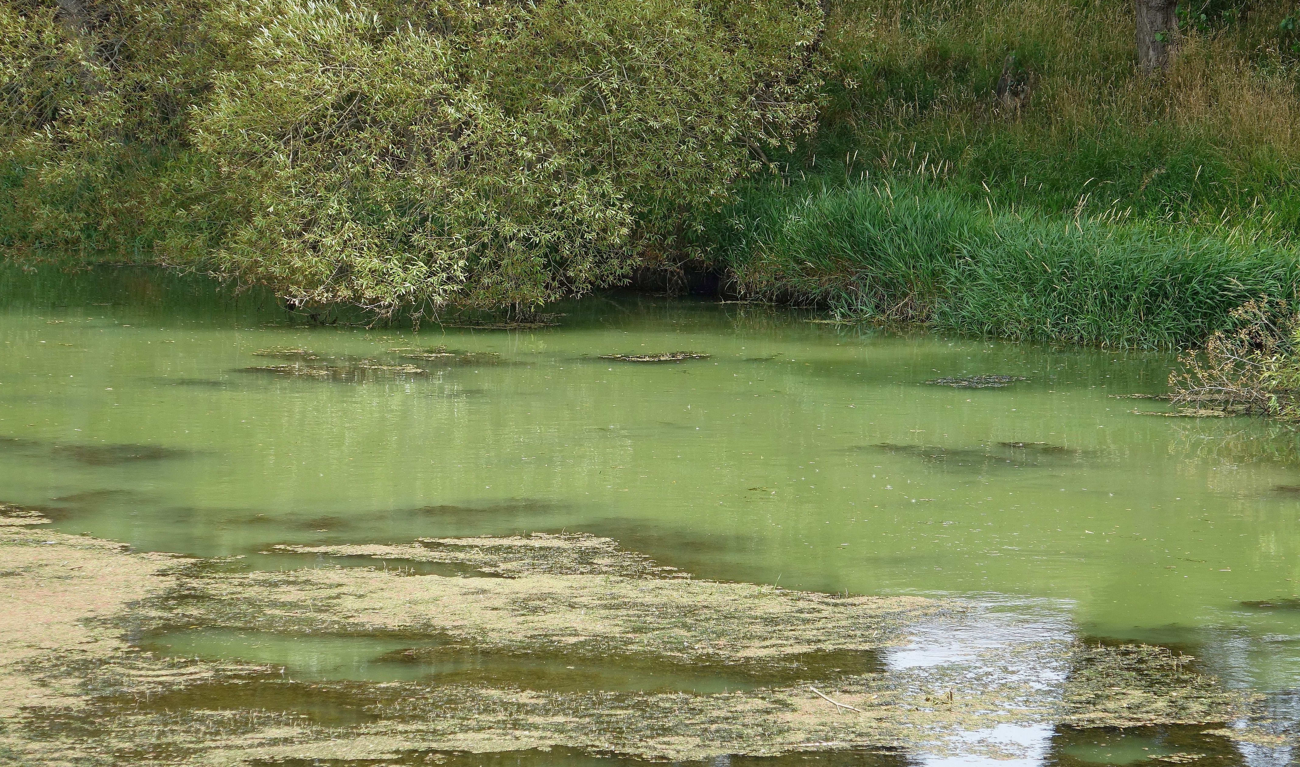 Almost still water with  floating weed and  green algae suspended throughout the water