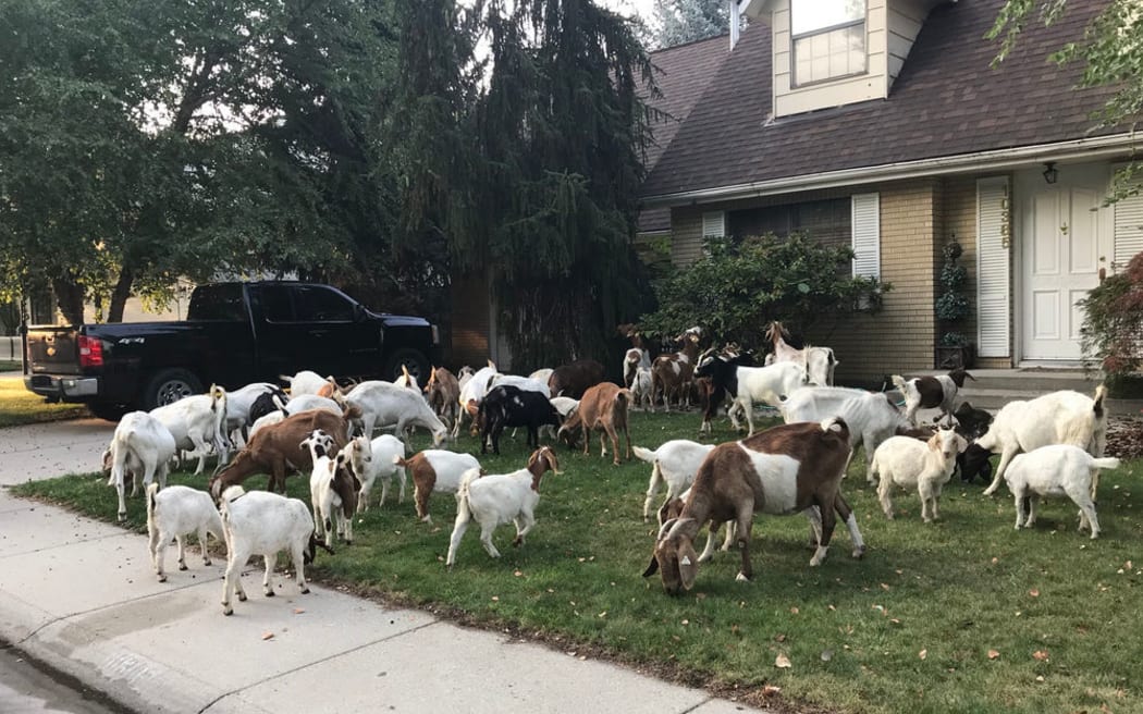 Goats on the loose