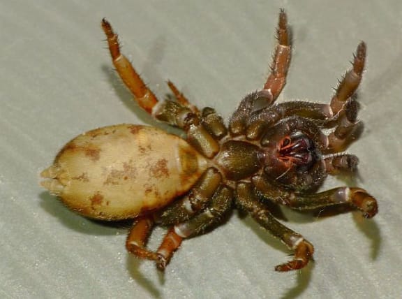 A Cantuaria trapdoor spider, flipped on its back, showing the striking jaws, or chelicerae.