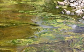 Algae in Kahuterwa Stream 2015