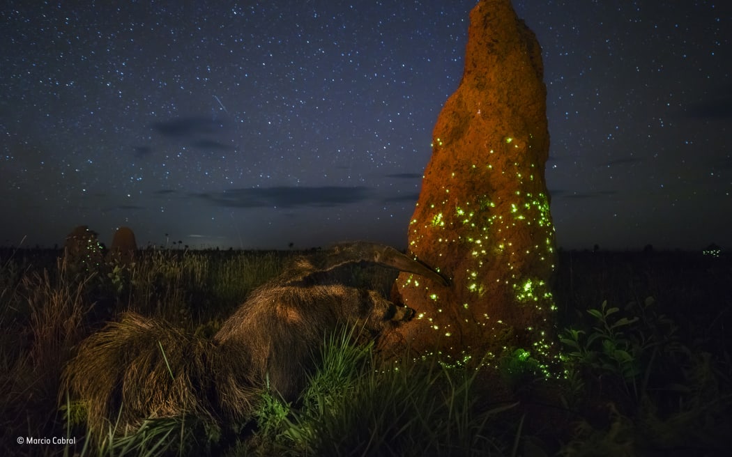 This photograph of an anteater approaching a glowing termite mound was originally considered a worthy winner of a Wildlife Photographer of the Year award. The prize has now been withdrawn after judges noticed the anteater pictured is almost certainly a stuffed animal kept outside a visitor centre.