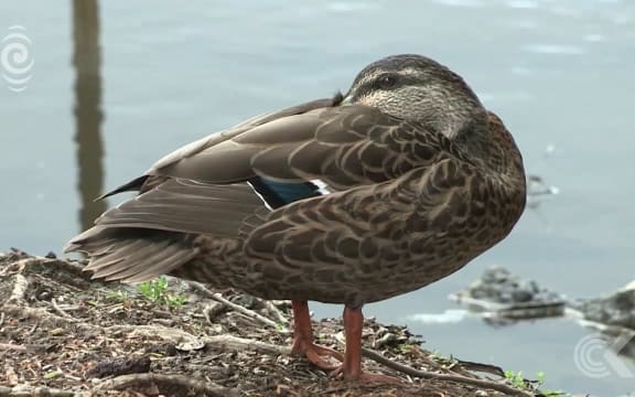 Feeding ducks bread can kill