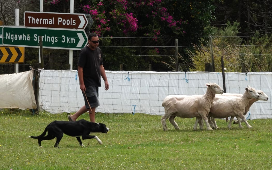 Kaikohe shepherd Kauri Warmington and King compete in the dog trials.