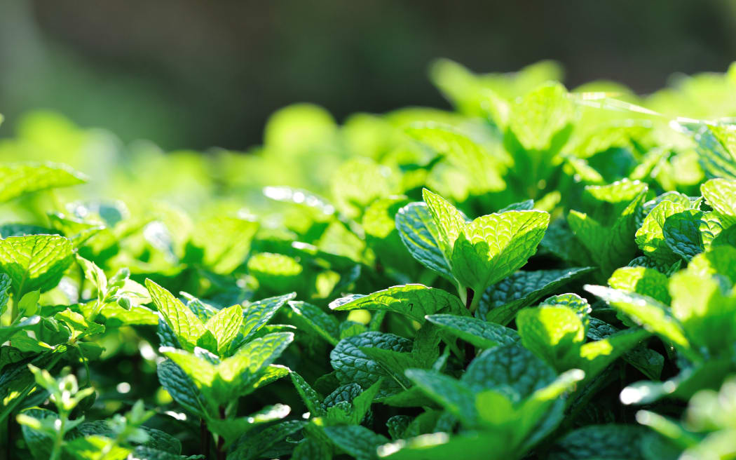 mint plant growing in garden.