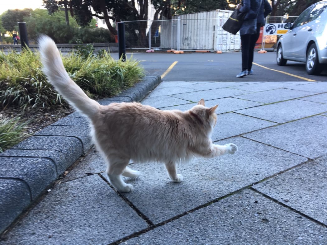 Mittens makes his exit via the Michael Fowler Centre car park