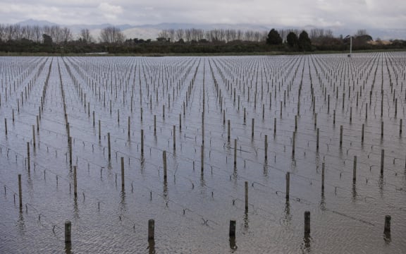 A flooded Blenheim vineyard on 20 August, 2022.