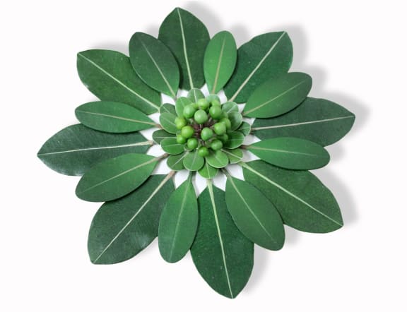 Rosette