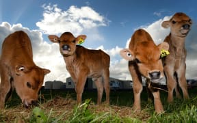 calves
