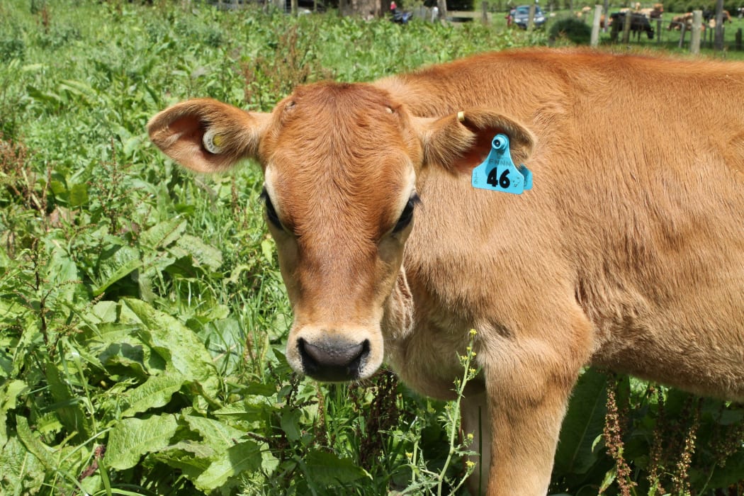 Calf