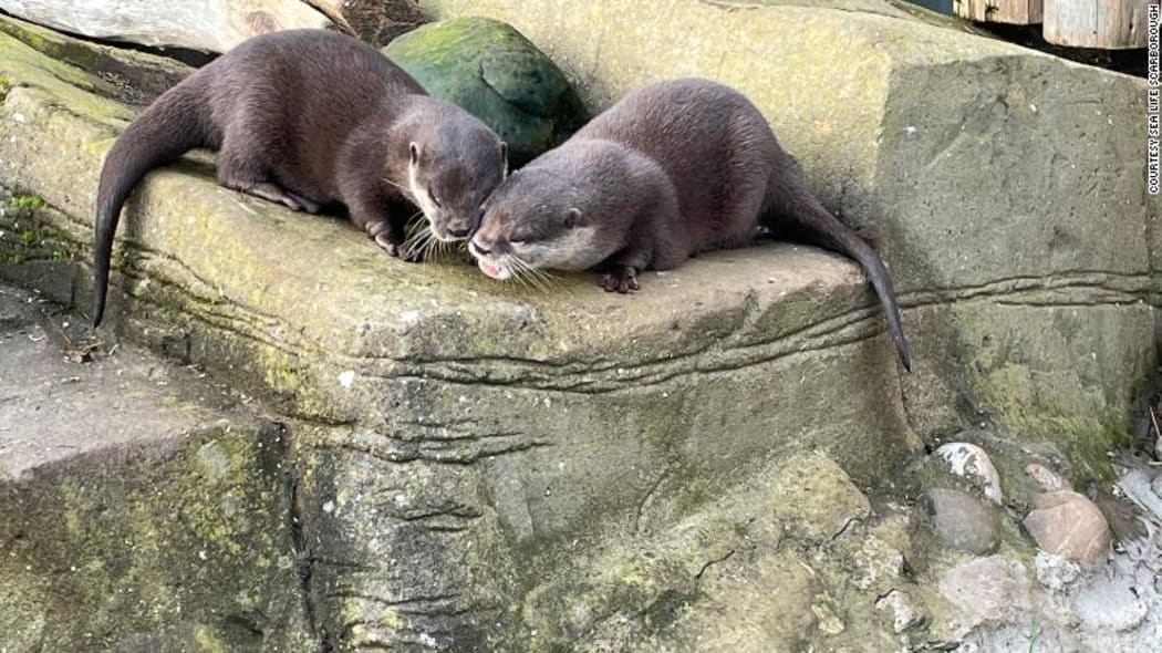 Otters in love