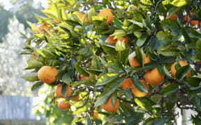 A mandarin tree.
