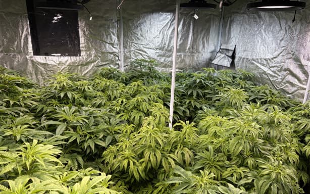 $6.5m worth of cannabis was seized in the Rotorua operation