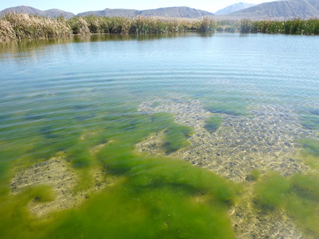 There are several lakes in New Zealand that are already experiencing these blooms, including Ōtūwharekai (Upper Māori Lake) near Ashburton.