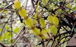 Dwarf mistletoe - korthalsella lindsayi
