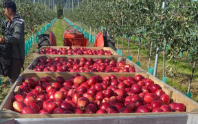 The 'Sassy' apple which was bred by Plant and Food Research can tolerate warmer climates while still developing good red colouring.