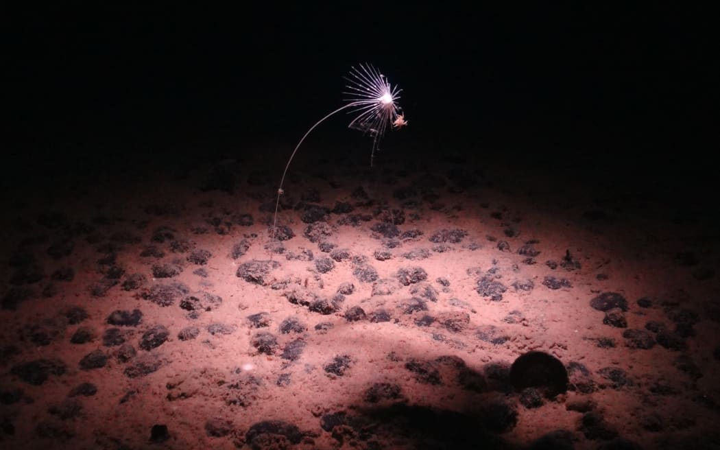 An image from the National Oceanography Centre shows a carnivorous sponge, photographed during an expedition to the NE Pacific abyss and found in the Clarion-Clipperton Zone (CCZ). A recent executive order by US President Donald Trump could open the door to Nauru deep sea mining in the CCZ.