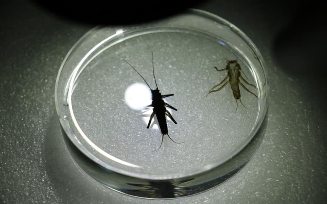 Maungatua stonefly