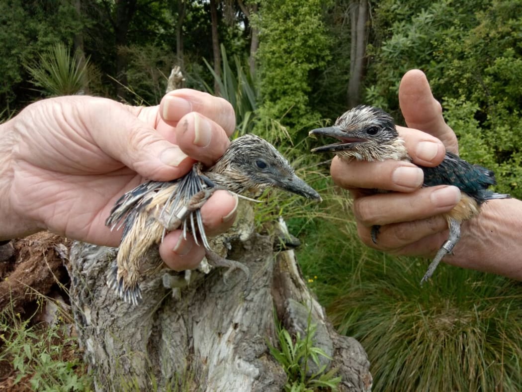 Young kingfisher pulli in their nest (a hollow tunnel in a rotten willow)