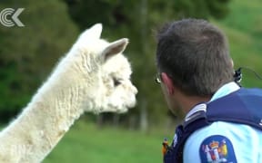 Blind alpaca's stolen brother makes global headlines