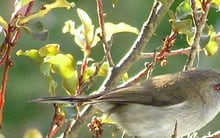 Grey warbler