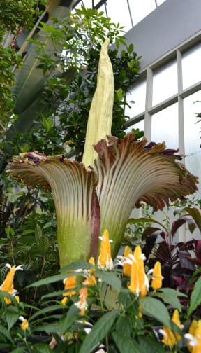 The corpse flower when it bloomed in 2013.
